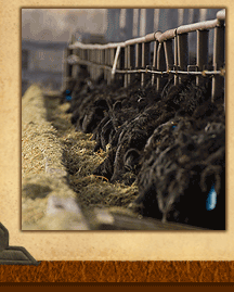 Broken O Ranch cattle